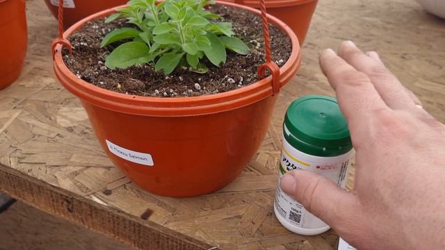 Моя ампельная петуния заболела, её едят, Один два удара этой смесью и всё и она как