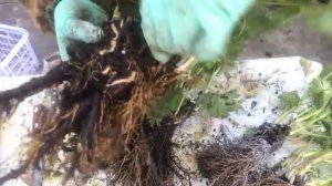 Деление дельфиниума. Новозеландский дельфиниум Millennium Double Stars. 04.05.23