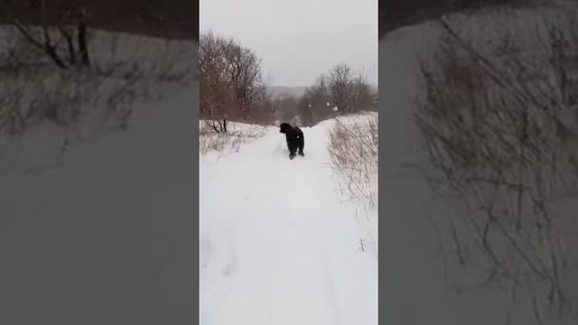 Черный терьер Звезда Адара, Рождество 2020