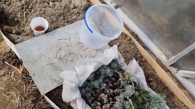 Самое лучшее органическое удобрение для рассады и всех растений.Подкормка содержит все микроэлемент смотреть онлайн