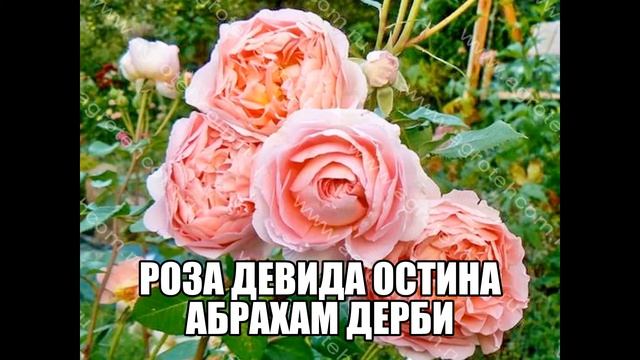 Роза Девида Остина Абрахам Дерби смотреть онлайн