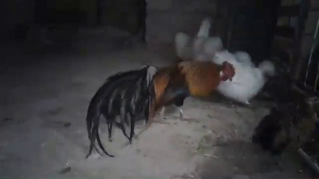 Петух феникс смотреть онлайн