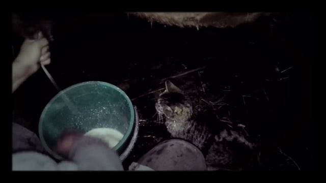 Котик пьёт парное молоко. смотреть онлайн