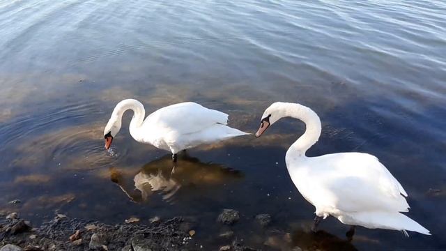 Белые лебеди Лебеди на реке, кормятся. смотреть онлайн