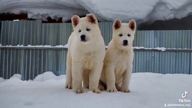 щенки американской акиты от 27.11.21 готовы к переезду смотреть онлайн