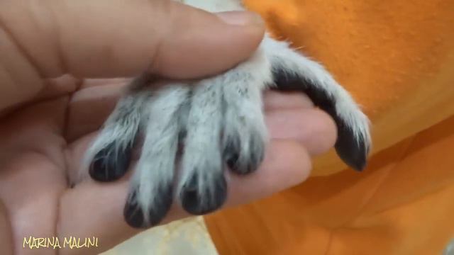 ЛЕМУРЫ. LEMUR Moscow смотреть онлайн