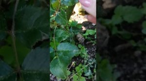 Роза Вайкики!))