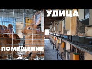 Виды и способы содержания кроликов, плюсы и минусы