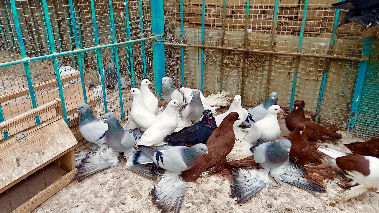 Северокавказские Бойные Голуби! В гостях у Андрея Николаевича Сазонова! +79097640620. смотреть онлайн