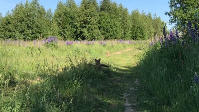 Лисята после сна.