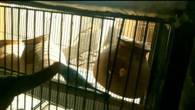 Doves_ko_ek_sath_rakh_dia😁||Puri_setting_change_kr_dia😃 смотреть онлайн