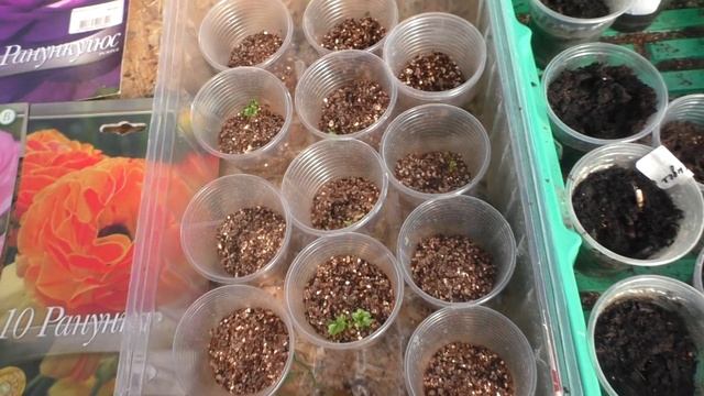 Ранункулюс дал ростки. Что делать дальше?