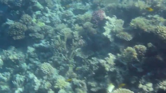 SNURKI - ARABIA AZUR - HURGHADA - 2019 смотреть онлайн