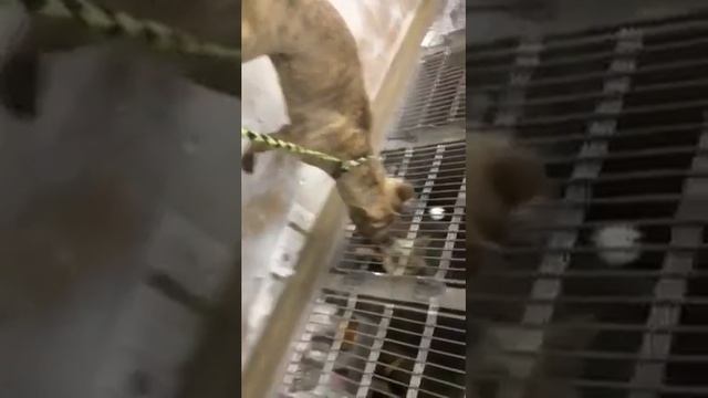 Scrappy cat test смотреть онлайн