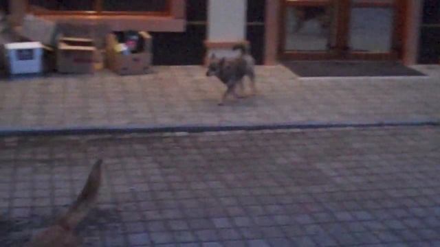 Артемовск. Стая собак на конечной остановке смотреть онлайн