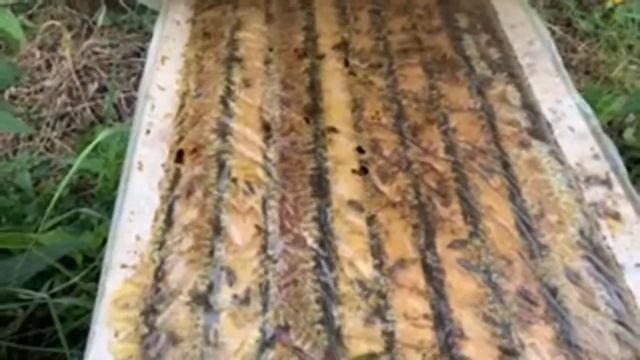 Пчеловеденье 2 часть смотреть онлайн