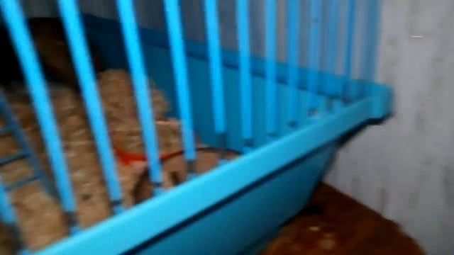 Обзор на корм для хомяка смотреть онлайн