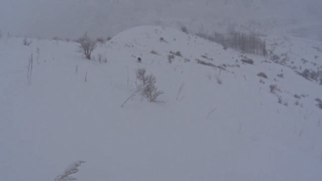 Охота на кеклика.