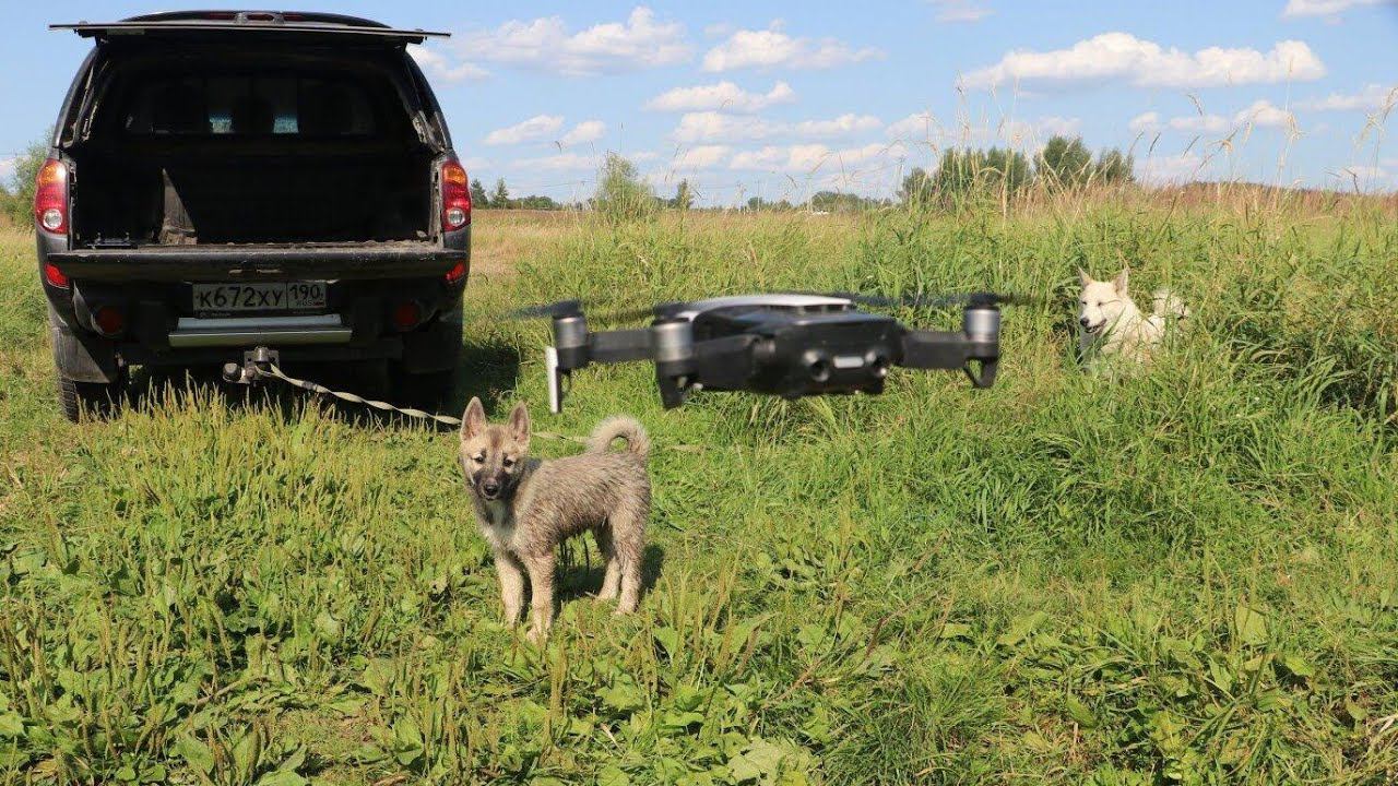 На реке лайки щенок и жужа/Крушение дрона/