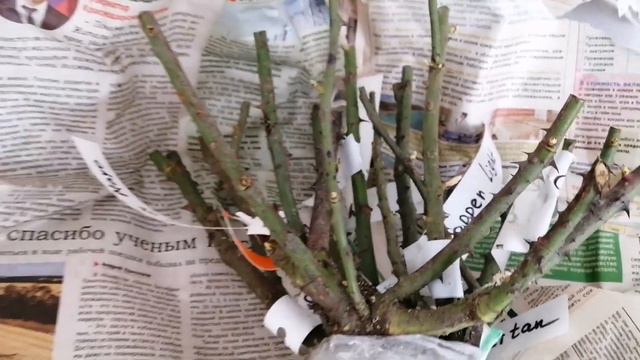 🌹 Наталья Коровайная🌹обзор посылки с розами🌹 смотреть онлайн