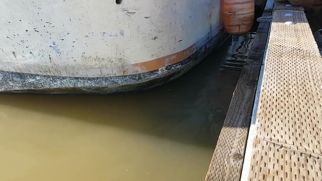 Девочка и морской лев смотреть онлайн