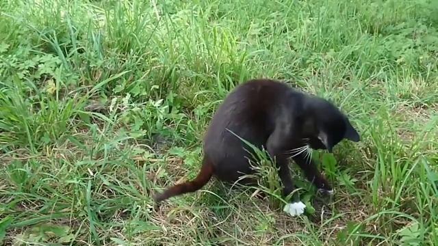 Обнимая Букет Жёлтых Лютиков смотреть онлайн