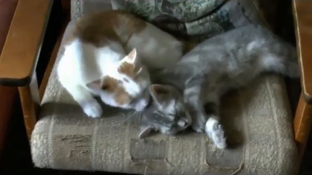 Из жизни британского кота!!! смотреть онлайн