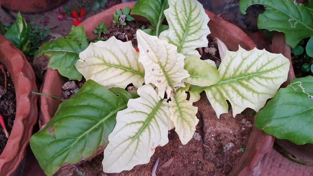 Treat chlorosis in Gerbera plants - Pale green, yellowing leaves in Gerbera смотреть онлайн