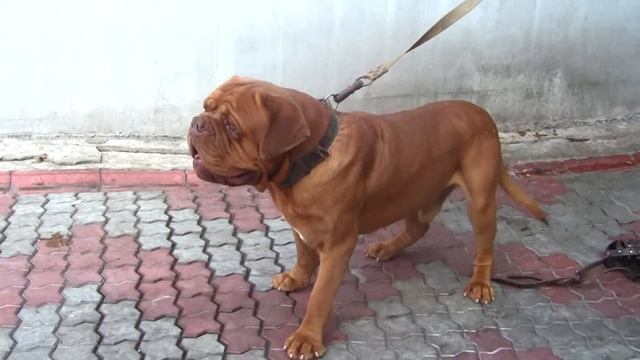 Питомник бордоских догов «Perle de France» http://perl.petsinform.com/ смотреть онлайн