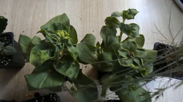 Рассада калибрахоа, петунии, лаванды, вероники. 18.05.2018 г. смотреть онлайн