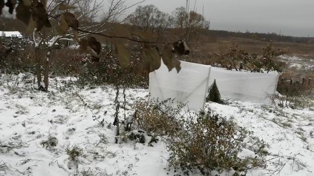 VID_20231028_131721.mp4 смотреть онлайн