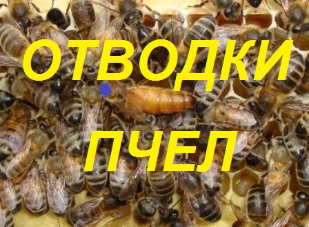 Себестоимость отводка с покупной маткой.Качество маток в отводках.Храним сушь без химии смотреть онлайн