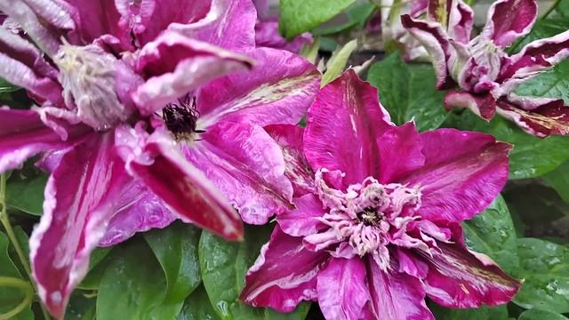 Клематис Май Дарлинг (My Darling)