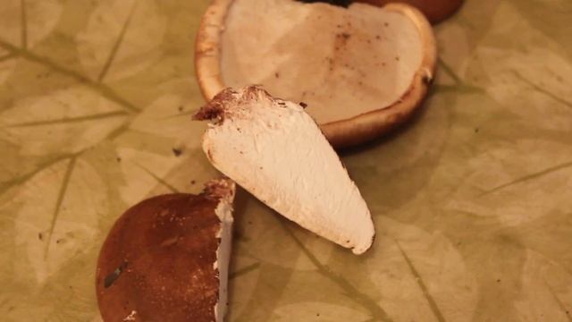 Чага и её предполагаемые 