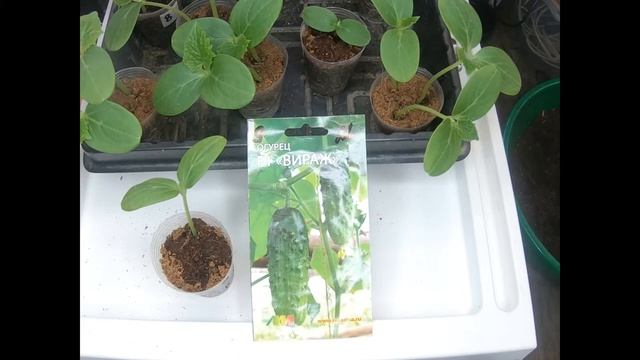 Перевалка огурца, обзор сортов #огурец #cucumber смотреть онлайн