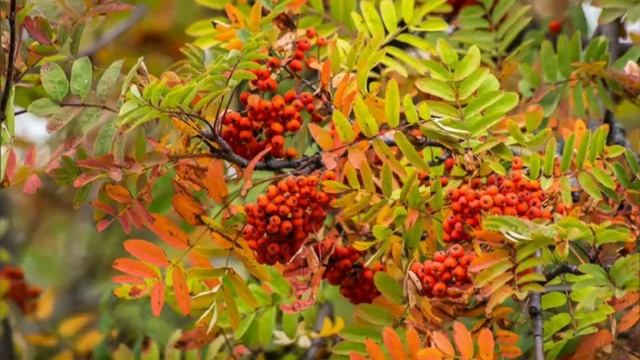 Осень встречала зиму... смотреть онлайн