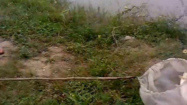 ловля сазана смотреть онлайн