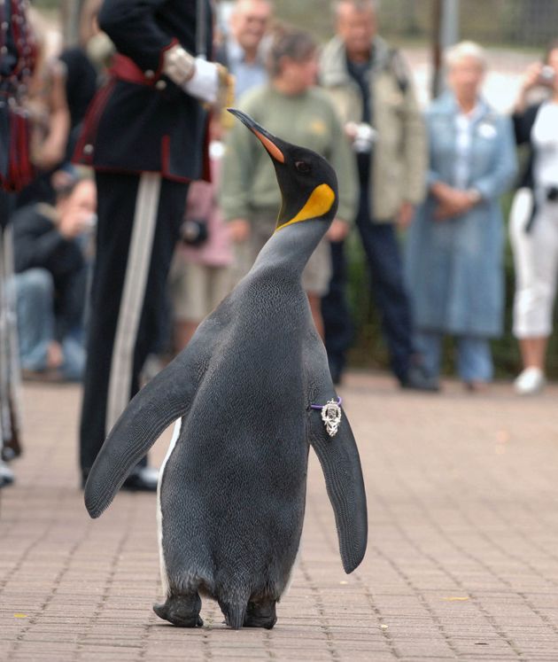 17 фото, которые для шотландцев — серая повседневность, а вот остальных могут озадачить. смотреть онлайн