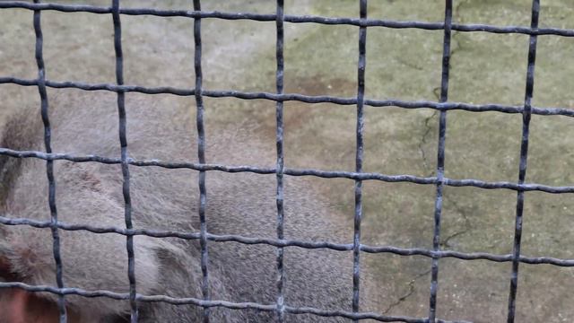 Джонни не хочет делить гостинцы с кошкой) Тайган смотреть онлайн