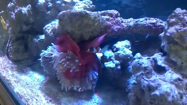 Актиния перемещается - Http://coralreef-aqua.ru/forum