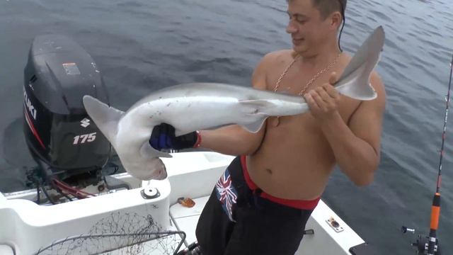 Морская рыбалка. Владивосток. Пошли на лакедру, а поймали 6 акул.16.08.2013. смотреть онлайн