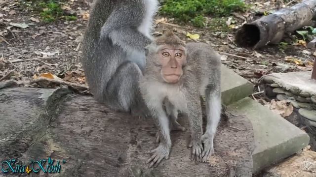 Лес обезьян в Убуде Бали (Monkey Forest, Ubud, Bali) смотреть онлайн