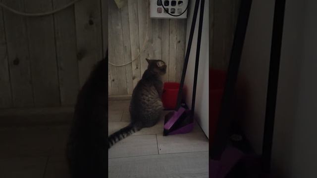 Зачем коту ведро ???