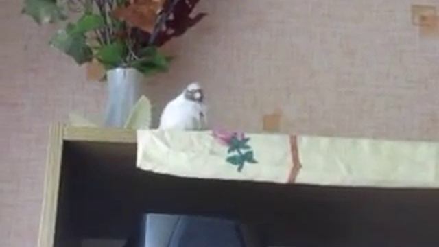кенор купается смотреть онлайн