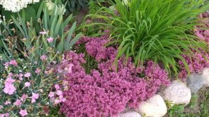 ОЧИТОК, СЕДУМ у меня в саду. Виды, сорта и особенности выращивания.