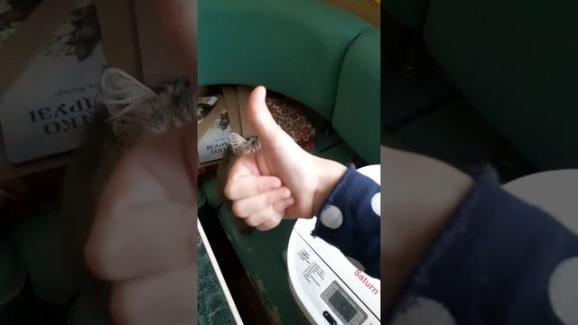 Киця пече хліб в хлібопічці смотреть онлайн