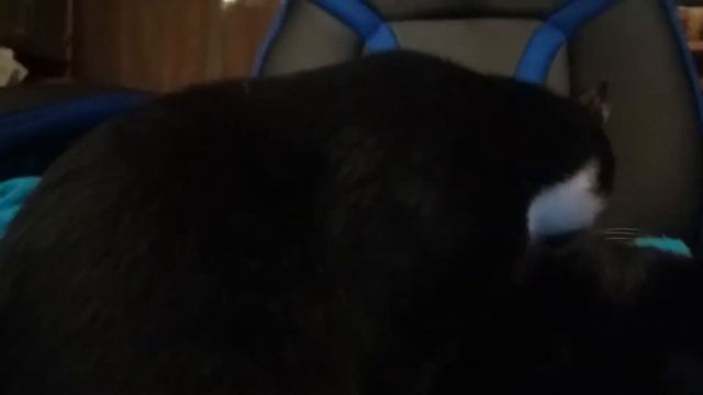 Фрея,1 год и Перчик, 5 лет. смотреть онлайн