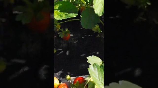 Клубника Флорида бьюти в июне#shorts смотреть онлайн