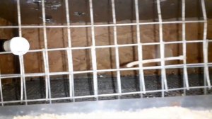 Перепела от А до Я.15 дней перепелам,пересадка из брудера в клетку