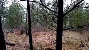 Поиск лосиных рогов